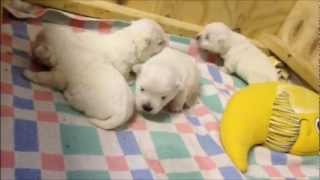 Westie-Welpen erste Gehversuche.