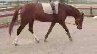 Belka on longe with shambon
