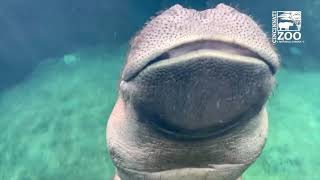 Baby Hippo Fiona's Year 4 Highlights - Cincinnati Zoo