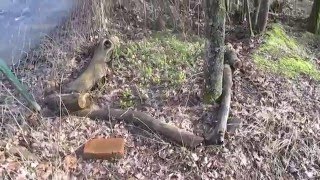 Permakulturgarten - Erste Blüten 2016