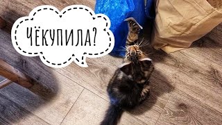 Кошка Морошка мстит за друга Хайпа. Обзор покупочек из магазина на колёсах