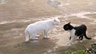 Cмешные коты  Сумасшедший кот каратист