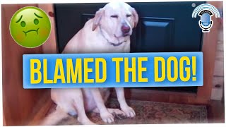 Wife Spends Thousands on Vet Bills After Husband Blames Farts on Dog