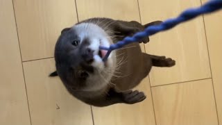 カワウソさくら 回りすぎて猫に軽く引かれたカワウソ Otter turning too much