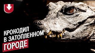 Крокодил в затопленном городе нападает на собаку