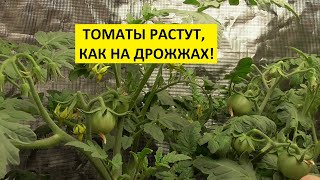 ЗИМНИЕ ТОМАТЫ СИЛЬНО РАЗРОСЛИСЬ! 