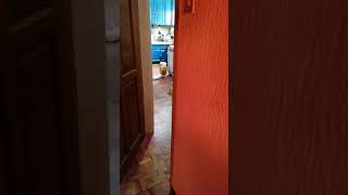 I caught my cat and dog mating ?