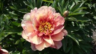Copper Kettle | R2 Flowers BV | Peonies