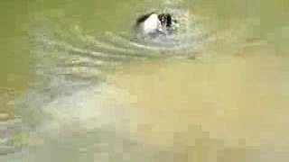 French Creeks Drake 3