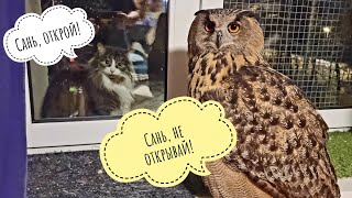 Очень много очень убедительных УГУ от совы Ёль. Зачем сове мои штаны и рубашка?