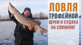 Ловля трофейной щуки и судака на спиннинг