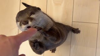 カワウソは目を回すことがあるのか？？指でくるくるやってみた 笑 Do otter felt dizzy?