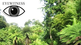 Все Про Джунгли | BBC Документальный Фильм | Eyewitness | Jungle
