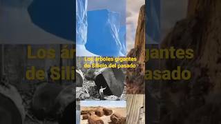 Los árboles gigantes de Silicio del pasado