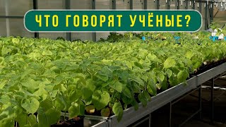 Новый для России биореакторный метод выращивания рассады / Что говорят учёные?