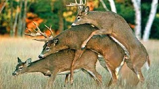 HOMOSEXUALITY IS NATURAL. Gay Animals