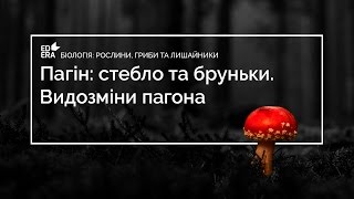Пагін: стебло та бруньки. Видозміни пагона (Стебло)