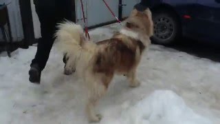 Встреча потерянной собаки с хозяевами
