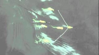 Crappie Umbrella Rig at thumpbaits.com and gitbitbaits.com