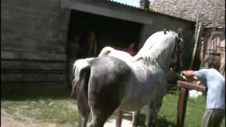 Pastuh Toplica (Otok, Slavonija) - horse sex