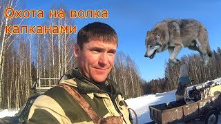 Охота на волка капканами.