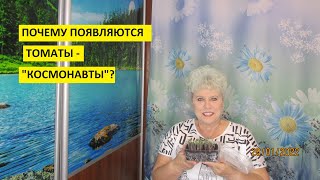 Как посеять семена томатов, чтобы получить дружные красивые всходы без "космонавтов"?