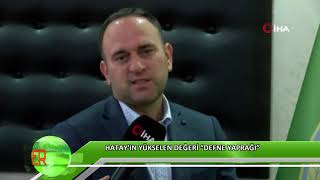 Hatay’ın yükselen değeri “Defne yaprağı”