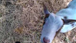 The goat guys say hi