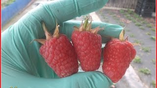 Малина в Беларуси. Сорт МАРАВИЛЛА.... Лучше и не нужно!