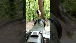 Синица села на фотоаппарат / Titmouse sat on the camera