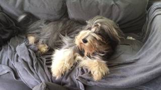 Bearded collie Roope