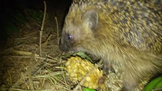 2017.09.08 Praha. Erinaceus europaeus. "Dead" hedgehog. "Мертвый" ежик. "Mrtvý" ježek