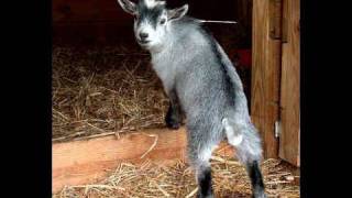 Florida Struggling To Ban Bestiality