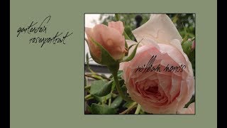 Rose William Morris | David Austin | gartenfein [HD]