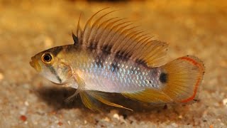 Разведение апистограмм Бенша (Apistogramma baenshi) | Inca Dwarf Cichlid breeding