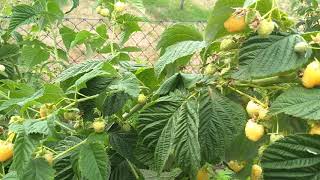 Raspberry Himbeere малина Golden Everest