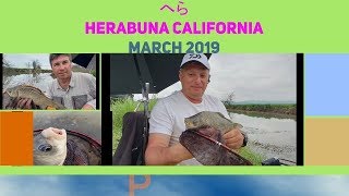 HERABUNA CALIFORNIA MARCH 2019 -  へら Часть1ая