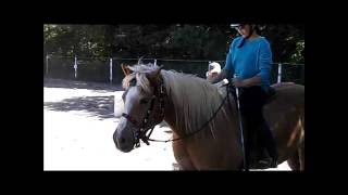 Sunni the Haflinger goes to "school"  June 2016