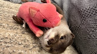 カワウソに愛されすぎたらこうなってしまいました… This is what happens when an otter loves you too much...