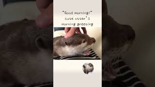 Morning greeting Otter!!