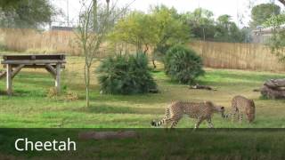Valentine's Day Behavioral Enrichment!