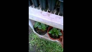How to Grow  and Fertilize Organic Soursop Guanabana Seeds