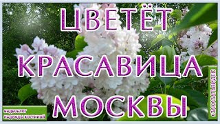 Цветущая сирень «Красавица Москвы» Цветёт непревзойденная по красоте сирень