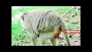Great News Mona Give Birth Name Luna Java Monkey #67