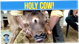 People Admire Calf Born With Three Eyes and Four Nostrils (ft. Ritesh Rajan)