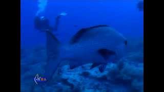 Red Sea, Islands Bbrothers, Deep blue - Красное море, Острова Бразерс, Дип блю