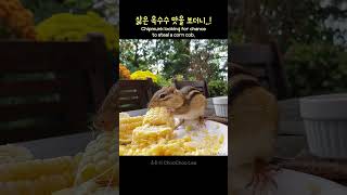 삶은 옥수수 맛을 조금씩 보더니..!