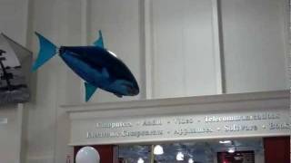 Flying Shark - Air Swimmers