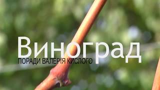 Виноград советы от Валерия Кислого #2