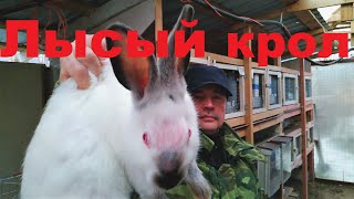 Кролик облысение Почему у кролика выпадает шерсть